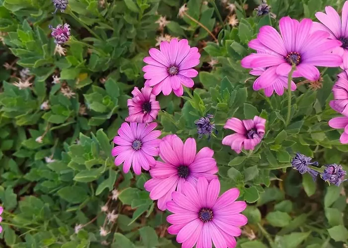 Ferienhaus Sun Ray Apartments Thassos